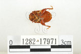 中文名:白紋大葉蚤 (1282-17971)學名:Ophrida spectabilis (Baly, 1862)(1282-17971)中文別名:白紋大金花蟲