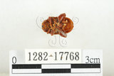 中文名:白紋大葉蚤 (1282-17768)學名:Ophrida spectabilis (Baly, 1862)(1282-17768)中文別名:白紋大金花蟲