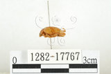 中文名:白紋大葉蚤 (1282-17767)學名:Ophrida spectabilis (Baly, 1862)(1282-17767)中文別名:白紋大金花蟲