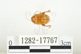 中文名:白紋大葉蚤 (1282-17767)學名:Ophrida spectabilis (Baly, 1862)(1282-17767)中文別名:白紋大金花蟲