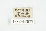 中文名:白紋大葉蚤 (1282-17...