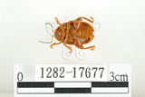 中文名:白紋大葉蚤 (1282-17677)學名:Ophrida spectabilis (Baly, 1862)(1282-17677)中文別名:白紋大金花蟲