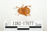 中文名:白紋大葉蚤 (1282-17677)學名:Ophrida spectabilis (Baly, 1862)(1282-17677)中文別名:白紋大金花蟲