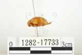 中文名:白紋大葉蚤 (1282-17733)學名:Ophrida spectabilis (Baly, 1862)(1282-17733)中文別名:白紋大金花蟲
