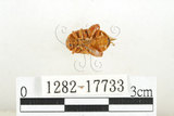 中文名:白紋大葉蚤 (1282-17733)學名:Ophrida spectabilis (Baly, 1862)(1282-17733)中文別名:白紋大金花蟲