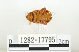 中文名:白紋大葉蚤 (1282-17795)學名:Ophrida spectabilis (Baly, 1862)(1282-17795)中文別名:白紋大金花蟲
