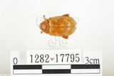 中文名:白紋大葉蚤 (1282-17795)學名:Ophrida spectabilis (Baly, 1862)(1282-17795)中文別名:白紋大金花蟲