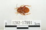 中文名:白紋大葉蚤 (1282-17991)學名:Ophrida spectabilis (Baly, 1862)(1282-17991)中文別名:白紋大金花蟲