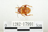中文名:白紋大葉蚤 (1282-17991)學名:Ophrida spectabilis (Baly, 1862)(1282-17991)中文別名:白紋大金花蟲