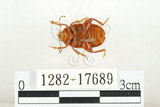 中文名:白紋大葉蚤 (1282-17689)學名:Ophrida spectabilis (Baly, 1862)(1282-17689)中文別名:白紋大金花蟲
