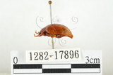 中文名:白紋大葉蚤 (1282-17896)學名:Ophrida spectabilis (Baly, 1862)(1282-17896)中文別名:白紋大金花蟲