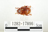 中文名:白紋大葉蚤 (1282-17896)學名:Ophrida spectabilis (Baly, 1862)(1282-17896)中文別名:白紋大金花蟲