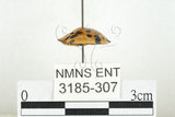 中文名:大黑星龜金花蟲(3185-307)學名:Aspidomorpha miliaris (Fabricius, 1775)(3185-307)