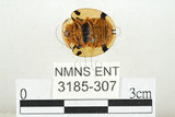 中文名:大黑星龜金花蟲(3185-307)學名:Aspidomorpha miliaris (Fabricius, 1775)(3185-307)