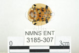 中文名:大黑星龜金花蟲(3185-307)學名:Aspidomorpha miliaris (Fabricius, 1775)(3185-307)