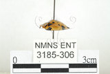 中文名:大黑星龜金花蟲(3185-306)學名:Aspidomorpha miliaris (Fabricius, 1775)(3185-306)