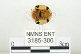 中文名:大黑星龜金花蟲(3185-306)學名:Aspidomorpha miliaris (Fabricius, 1775)(3185-306)