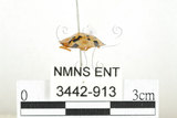 中文名:大黑星龜金花蟲(3442-913)學名:Aspidomorpha miliaris (Fabricius, 1775)(3442-913)