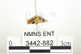 中文名:大黑星龜金花蟲(3442-882)學名:Aspidomorpha miliaris (Fabricius, 1775)(3442-882)