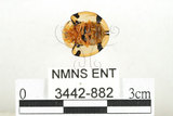 中文名:大黑星龜金花蟲(3442-882)學名:Aspidomorpha miliaris (Fabricius, 1775)(3442-882)
