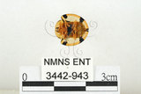 中文名:大黑星龜金花蟲(3442-943)學名:Aspidomorpha miliaris (Fabricius, 1775)(3442-943)