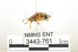 中文名:大黑星龜金花蟲(3443-761)學名:Aspidomorpha miliaris (Fabricius, 1775)(3443-761)