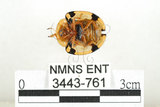 中文名:大黑星龜金花蟲(3443-761)學名:Aspidomorpha miliaris (Fabricius, 1775)(3443-761)