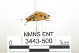 中文名:大黑星龜金花蟲(3443-500)學名:Aspidomorpha miliaris (Fabricius, 1775)(3443-500)