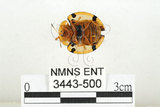 中文名:大黑星龜金花蟲(3443-500)學名:Aspidomorpha miliaris (Fabricius, 1775)(3443-500)