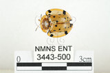 中文名:大黑星龜金花蟲(3443-500)學名:Aspidomorpha miliaris (Fabricius, 1775)(3443-500)