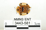 中文名:大黑星龜金花蟲(3443-581)學名:Aspidomorpha miliaris (Fabricius, 1775)(3443-581)