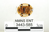 中文名:大黑星龜金花蟲(3443-585)學名:Aspidomorpha miliaris (Fabricius, 1775)(3443-585)
