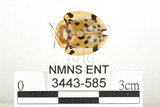 中文名:大黑星龜金花蟲(3443-585)學名:Aspidomorpha miliaris (Fabricius, 1775)(3443-585)