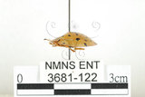 中文名:大黑星龜金花蟲(3681-122)學名:Aspidomorpha miliaris (Fabricius, 1775)(3681-122)
