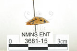 中文名:大黑星龜金花蟲(3681-15)學名:Aspidomorpha miliaris (Fabricius, 1775)(3681-15)