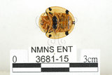 中文名:大黑星龜金花蟲(3681-15)學名:Aspidomorpha miliaris (Fabricius, 1775)(3681-15)