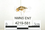 中文名:大黑星龜金花蟲(4219-581)學名:Aspidomorpha miliaris (Fabricius, 1775)(4219-581)