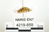 中文名:大黑星龜金花蟲(4219-859)學名:Aspidomorpha miliaris (Fabricius, 1775)(4219-859)