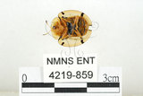 中文名:大黑星龜金花蟲(4219-859)學名:Aspidomorpha miliaris (Fabricius, 1775)(4219-859)
