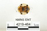 中文名:大黑星龜金花蟲(4219-464)學名:Aspidomorpha miliaris (Fabricius, 1775)(4219-464)
