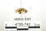 中文名:大黑星龜金花蟲(4795-742)