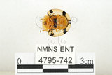 中文名:大黑星龜金花蟲(4795-742)學名:Aspidomorpha miliaris (Fabricius, 1775)(4795-742)