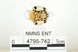 中文名:大黑星龜金花蟲(4795-742)學名:Aspidomorpha miliaris (Fabricius, 1775)(4795-742)