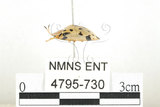 中文名:大黑星龜金花蟲(4795-730)學名:Aspidomorpha miliaris (Fabricius, 1775)(4795-730)
