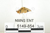 中文名:大黑星龜金花蟲(5149-854)學名:Aspidomorpha miliaris (Fabricius, 1775)(5149-854)