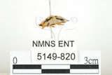 中文名:大黑星龜金花蟲(5149-820)學名:Aspidomorpha miliaris (Fabricius, 1775)(5149-820)