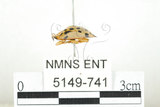 中文名:大黑星龜金花蟲(5149-741)學名:Aspidomorpha miliaris (Fabricius, 1775)(5149-741)