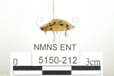 中文名:大黑星龜金花蟲(5150-212)學名:Aspidomorpha miliaris (Fabricius, 1775)(5150-212)