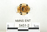 中文名:大黑星龜金花蟲(5451-2)學名:Aspidomorpha miliaris (Fabricius, 1775)(5451-2)