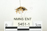 中文名:大黑星龜金花蟲(5451-1)學名:Aspidomorpha miliaris (Fabricius, 1775)(5451-1)